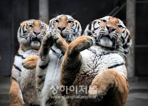 푸저우(福州) 동물원의 호랑이 쇼