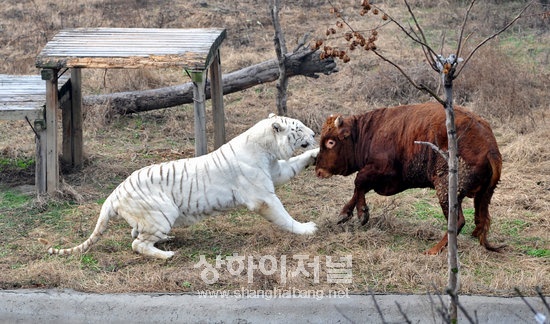 창저우(常州) 동물원의 호랑이와 소싸움