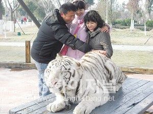 상하이야생동물원의'호랑이 꼬리만지기'이벤트