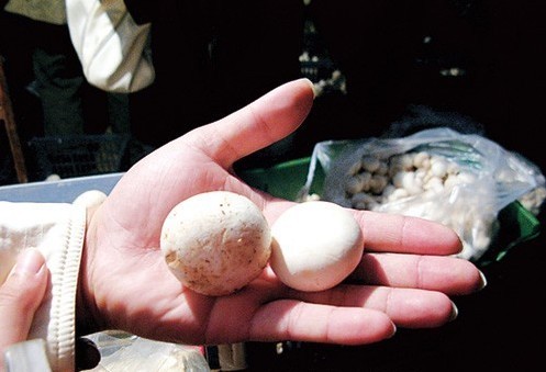 ▲표백제를 사용한 버섯은 희고 깨끗한 반면 사용하지 않은 버섯에는 흙, 검은반점 등이 그대로 나타난다.