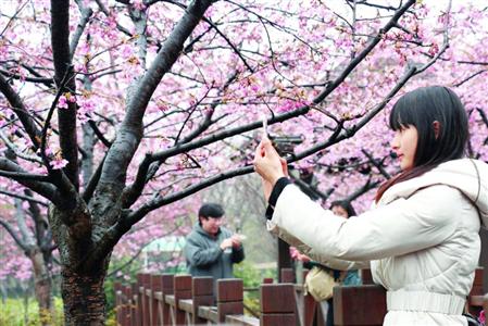 <상하이 꾸춘공원에서는 이른 벚꽃이 만개했다. 사진출처=新民网>
